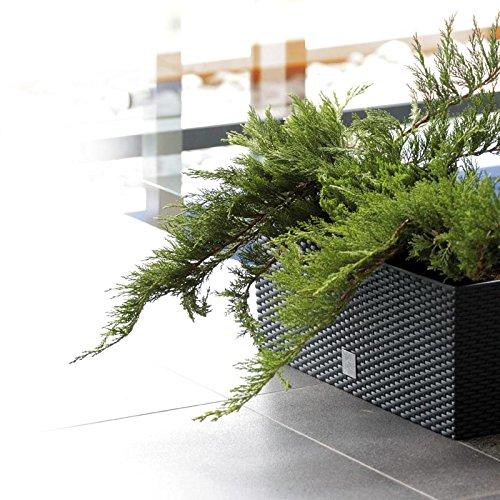 Prosperplast Rato Case DRTC500 S433 rattanplantepotte, antracitgrå
