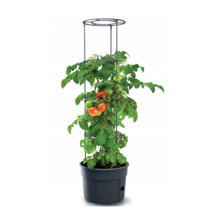 Frostbestandig tomatplanter Tomato Grower IPOM300