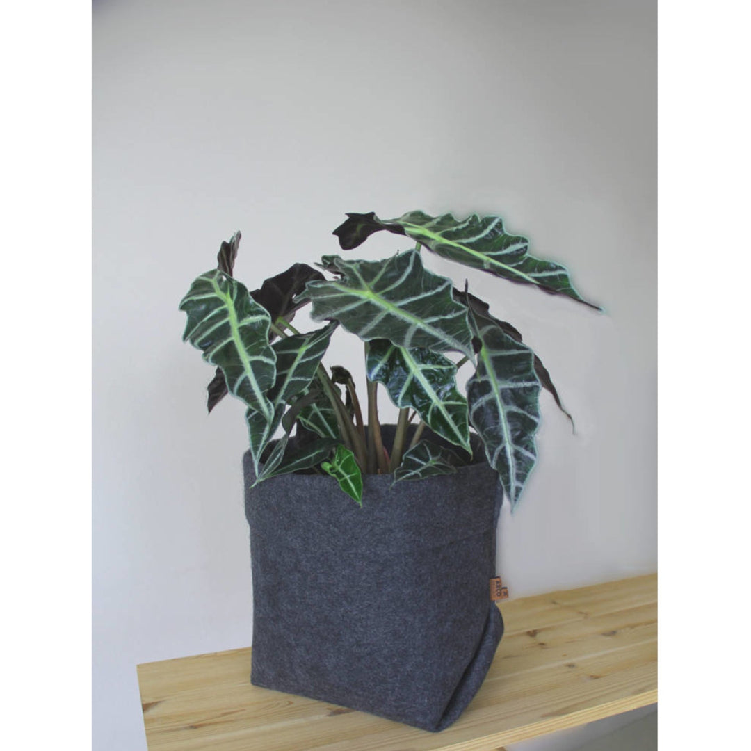 Filtæppe til blomsterpotte Bertoni Simple størrelse XXL - 30 cm